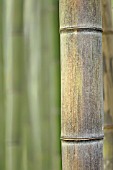 PHYLLOSTACHYS EDULIS