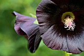 ALCEA ROSEA NIGRA