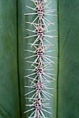 CACTUS SPINES