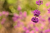 CALLICARPA BODINIERI VAR. GIRALDII PROFUSION