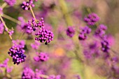 CALLICARPA BODINIERI VAR. GIRALDII PROFUSION