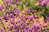 CALLICARPA BODINIERI VAR. GIRALDII PROFUSION