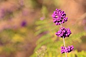 CALLICARPA BODINIERI VAR. GIRALDII PROFUSION