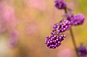 CALLICARPA BODINIERI VAR. GIRALDII PROFUSION