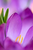 CROCUS VERNUS