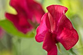 LATHYRUS ODORATUS KING EDWARD VII