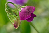 LATHYRUS ODORATUS