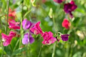 LATHYRUS ODORATUS SWEET DREAMS