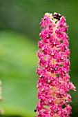 PHYTOLACCA ESCULENTA