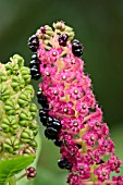 PHYTOLACCA ESCULENTA