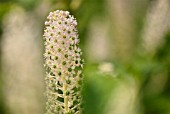 PHYTOLACCA ESCULENTA