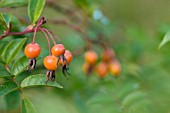 ROSA LONGICUSPIS