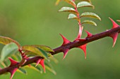 ROSA LONGICUSPIS