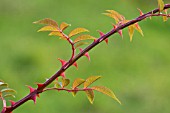 ROSA LONGICUSPIS