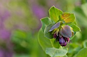 CERINTHE MAJOR PURPURASCENS