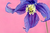 CLEMATIS AMAZING BLUE PIROUETTE