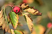 CRATAEGUS LOBULATA