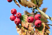 CRATAEGUS LOBULATA