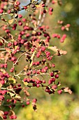 CRATAEGUS LOBULATA