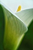 ZANTEDESCHIA AETHIOPICA