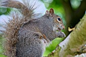 SCIURUS CAROLINENSIS