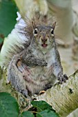 SCIURUS CAROLINENSIS