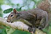 SCIURUS CAROLINENSIS