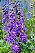 DELPHINIUM ELATUM GILLIAN DALLAS