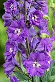 DELPHINIUM ELATUM GILLIAN DALLAS