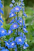 DELPHINIUM LOCH NEVIS