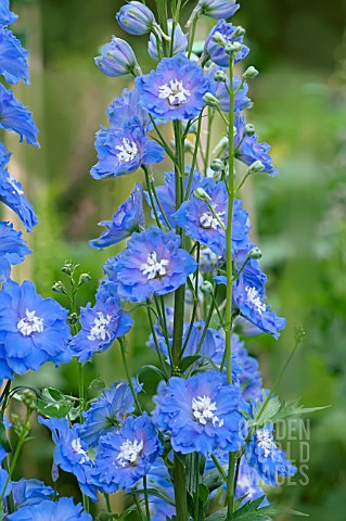 DELPHINIUM_LOCH_NEVIS