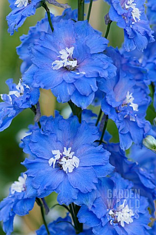 DELPHINIUM_LOCH_NEVIS