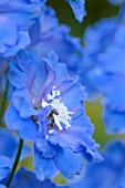 DELPHINIUM LOCH NEVIS