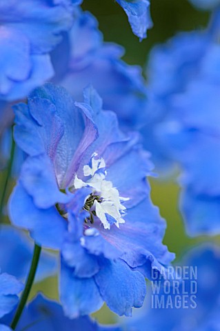 DELPHINIUM_LOCH_NEVIS