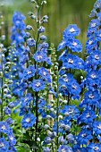 DELPHINIUM LOCH NEVIS