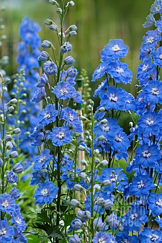 DELPHINIUM_LOCH_NEVIS