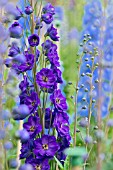 DELPHINIUM ELATUM BRUCE