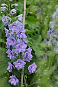 DELPHINIUM ELATUM DOLLY BIRD