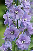 DELPHINIUM ELATUM DOLLY BIRD