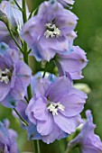 DELPHINIUM ELATUM DOLLY BIRD