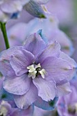 DELPHINIUM ELATUM DOLLY BIRD