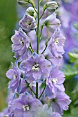 DELPHINIUM ELATUM DOLLY BIRD