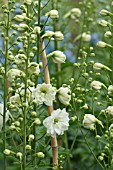 DELPHINIUM WHITE RUFFLES