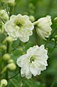 DELPHINIUM WHITE RUFFLES