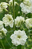 DELPHINIUM WHITE RUFFLES