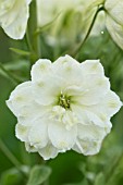 DELPHINIUM WHITE RUFFLES