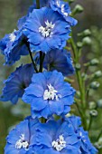 DELPHINIUM ELATUM LANGDONS BLUE LAGOON