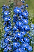 DELPHINIUM ELATUM LANGDONS BLUE LAGOON