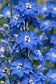 DELPHINIUM ELATUM LANGDONS BLUE LAGOON