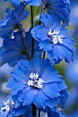 DELPHINIUM ELATUM LANGDONS BLUE LAGOON